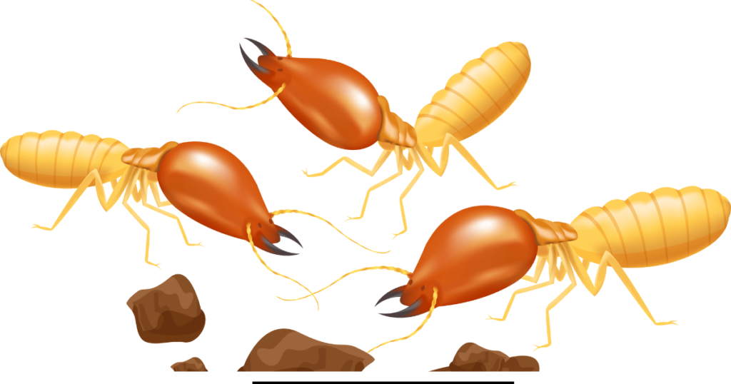 termite
