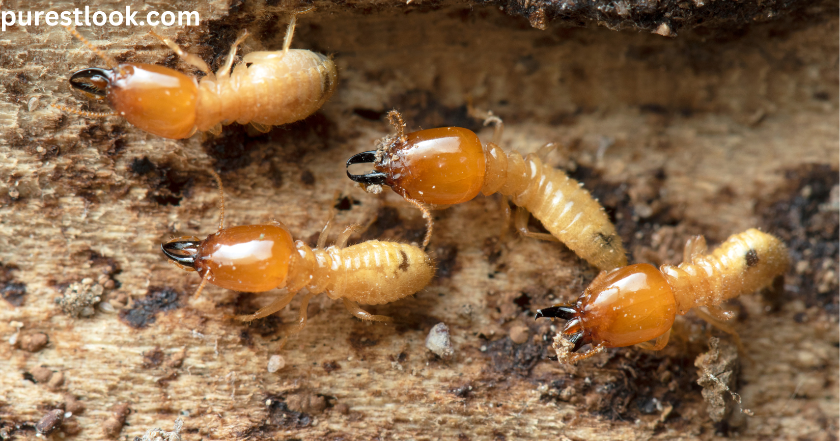 termite