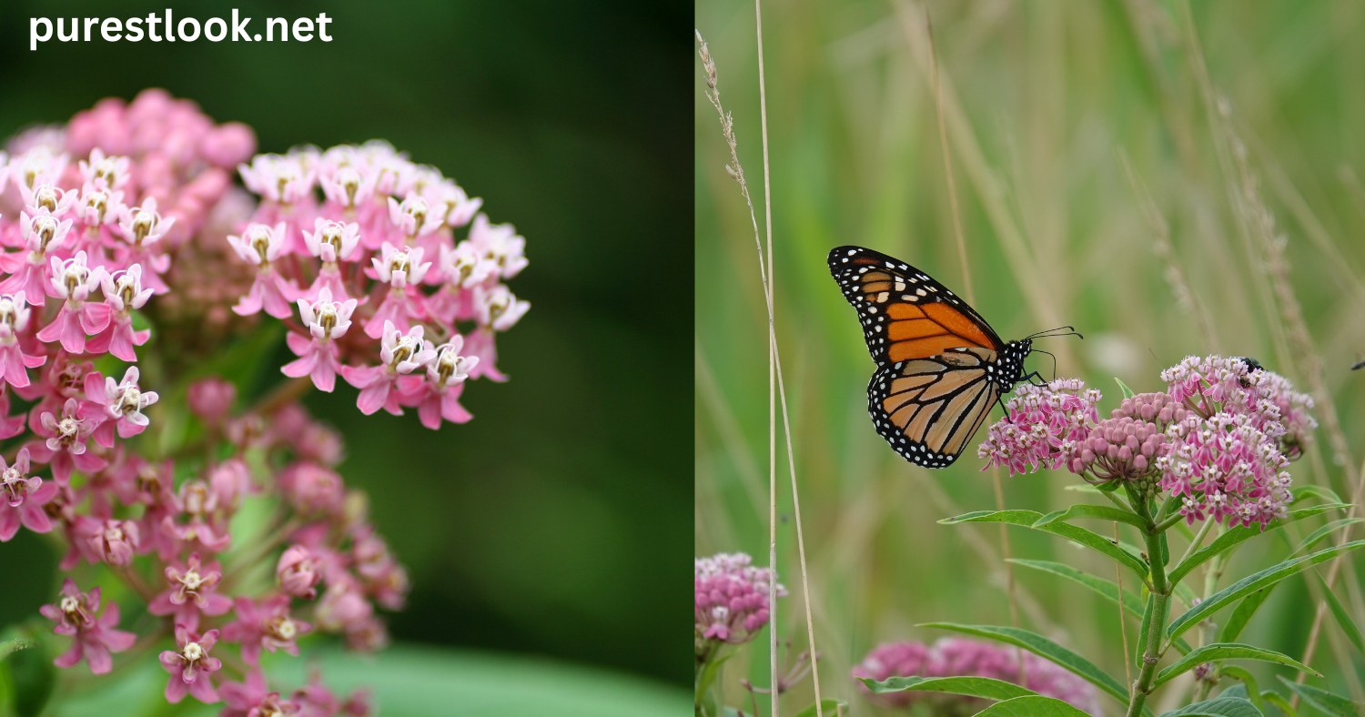 milkweed