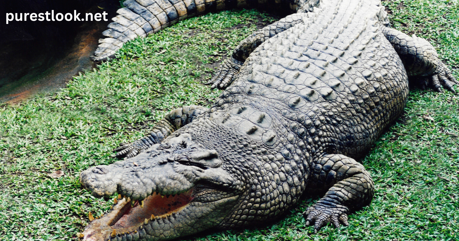 Crocodile's Nails