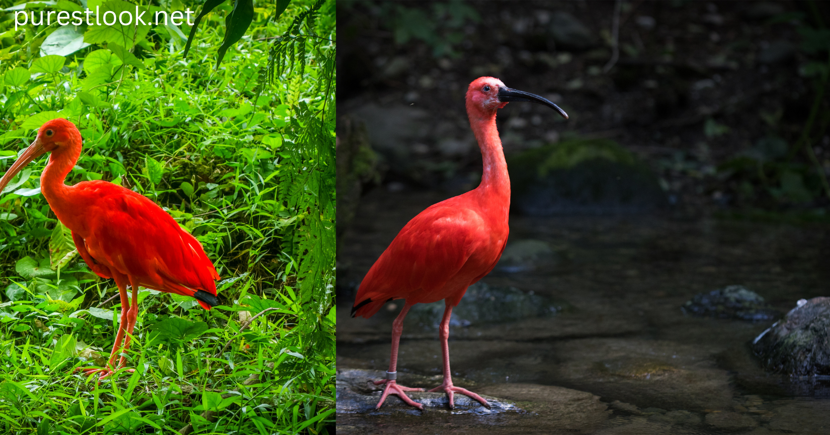 Scarlet Ibis